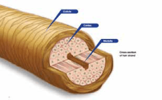 The Structure of Human Hair on a wig